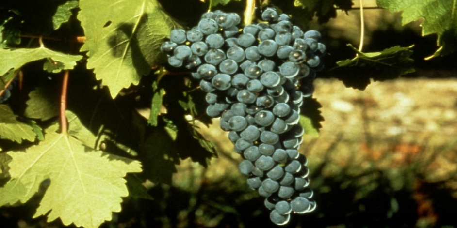 Les bons raisins font les grands vins